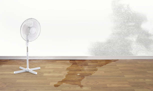 Best Flood restoration services  in Seminole Manor, FL