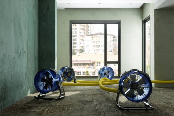 Best Flood damage cleanup  in Seminole Manor, FL